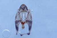 Pempelia brephiella