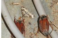 Epirrhoe alternata
