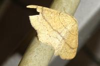 Cyclophora ruficiliaria