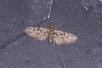 Eupithecia dodoneata