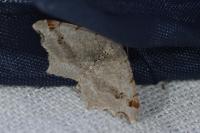 Macaria alternata