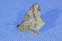 Macaria alternata