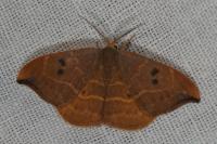 Watsonalla binaria