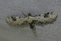 Eupithecia centaureata