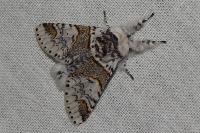 Furcula furcula