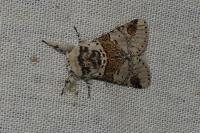 Furcula furcula