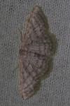 Idaea subsericeata