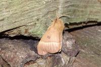 Lasiocampa quercus quercus