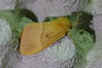 Lasiocampa quercus quercus