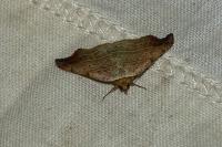 Laspeyria flexula