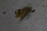 Macaria notata