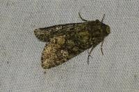 Mamestra brassicae
