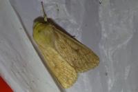 Mythimna vitellina