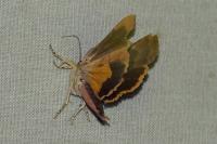 Noctua janthina