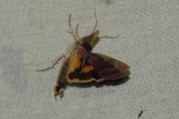 Noctua janthina