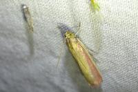 Oncocera semirubella