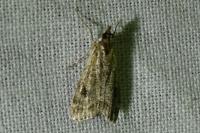 Parapoynx stratiotata