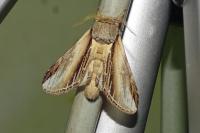 Pheosia tremula