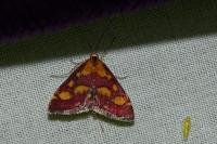 Pyrausta purpuralis