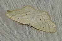 Scopula immutata
