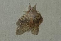 Stauropus fagi