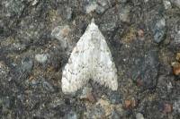 Nola confusalis