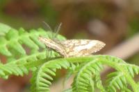 Ematurga atomaria