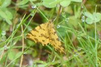 Pseudopanthera macularia