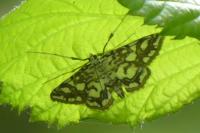 Elophila nymphaeata
