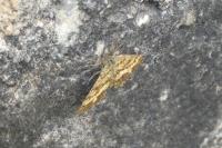 Ematurga atomaria