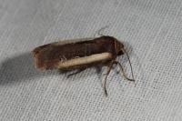 Ochropleura plecta