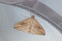 Evergestis forficalis