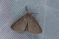Diaphora mendica