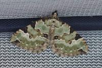 Colostygia pectinataria