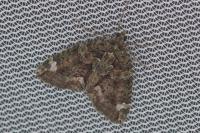 Chloroclysta siterata