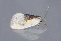 Cilix glaucata