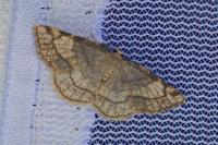 Stegania trimaculata