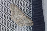 Idaea seriata