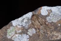 Apamea sordens