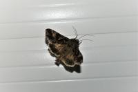 Autographa gamma