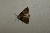 Agrotis puta