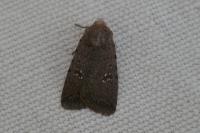 Caradrina flavirena
