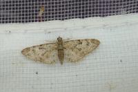 Eupithecia dodoneata