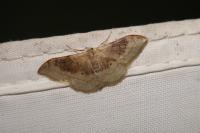 Idaea degeneraria
