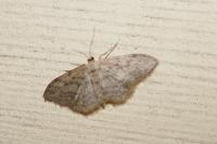 Idaea seriata