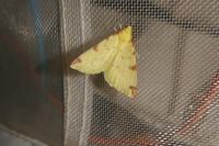 Opisthograptis luteolata