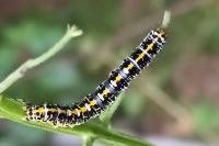 Cucullia scrophulariphila