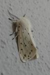Spilosoma lubricipeda