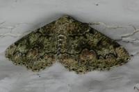 Cleorodes lichenaria