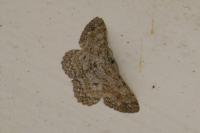 Hypomecis punctinalis